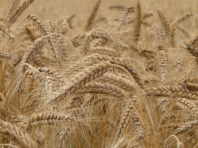 A FAO szerint visszaeshet a globális agrárkereskedelem a 2026/2027-es mezőgazdasági évben