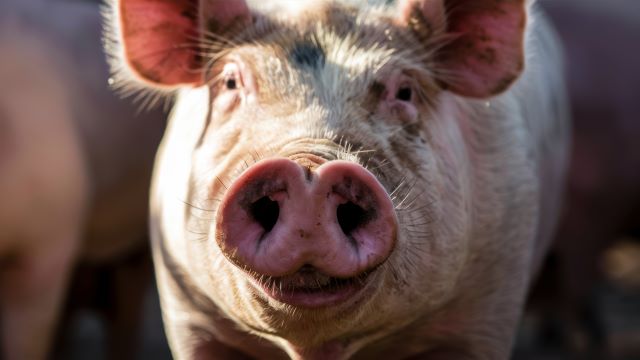 Megszűntek az afrikai sertéspestis miatt kijelölt megfigyelési körzetek